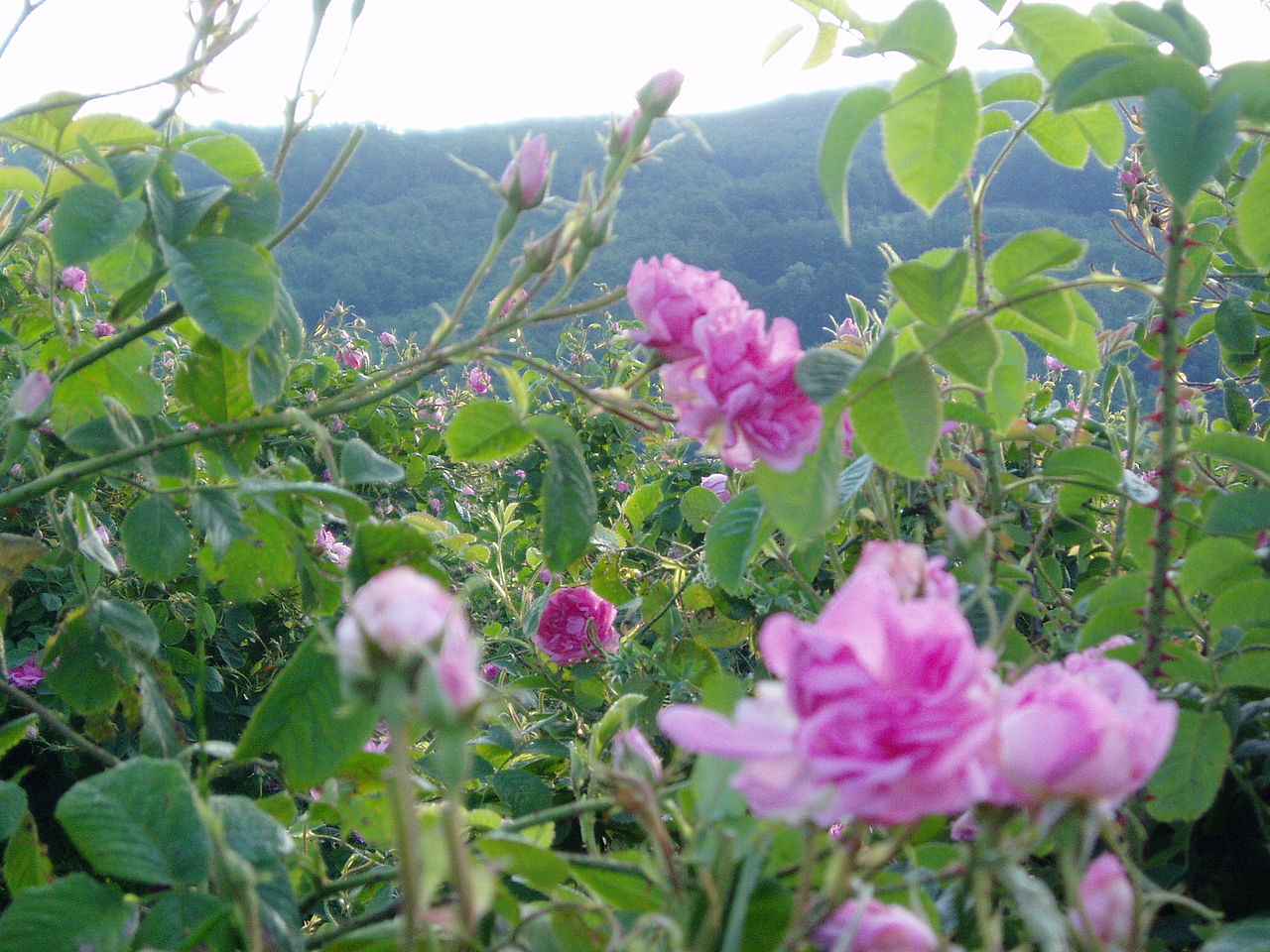 Розовото масло се ползва от древността, а българското е едно от най-търсените